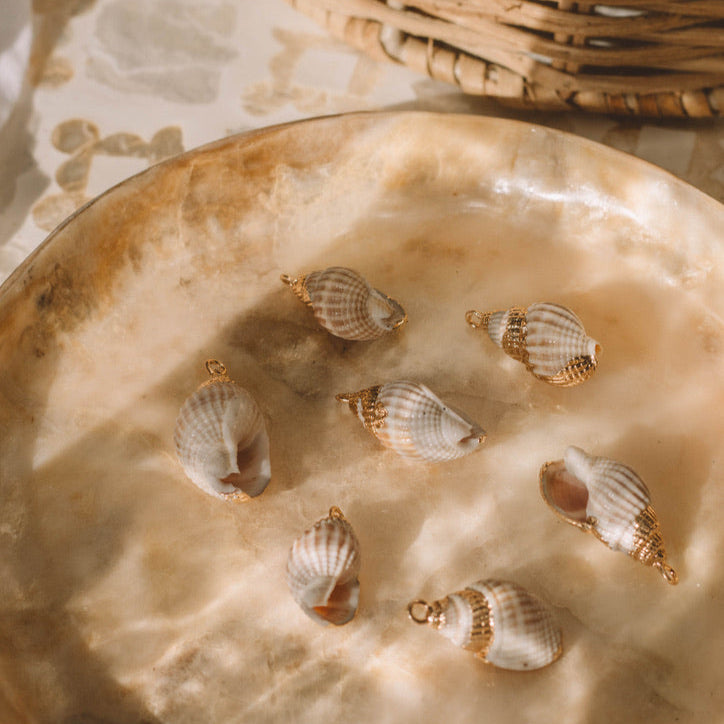 Gold Rim Conch