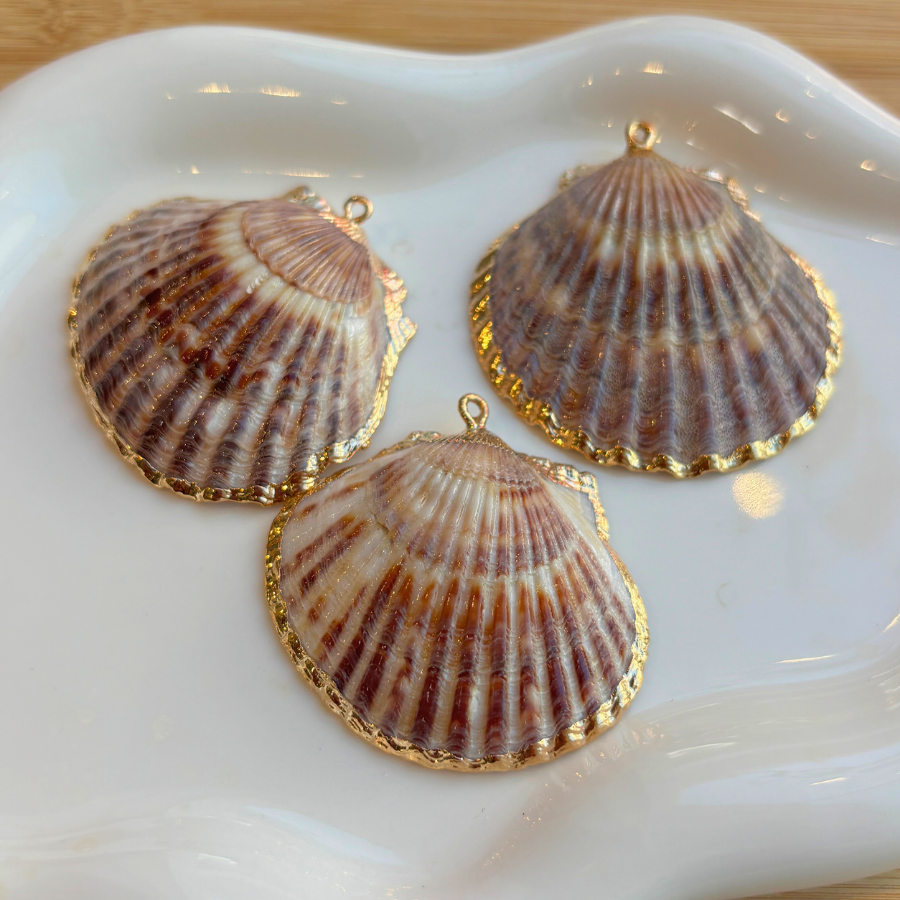 Grand coquillage plat