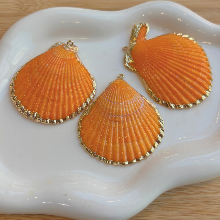 Grand coquillage plat