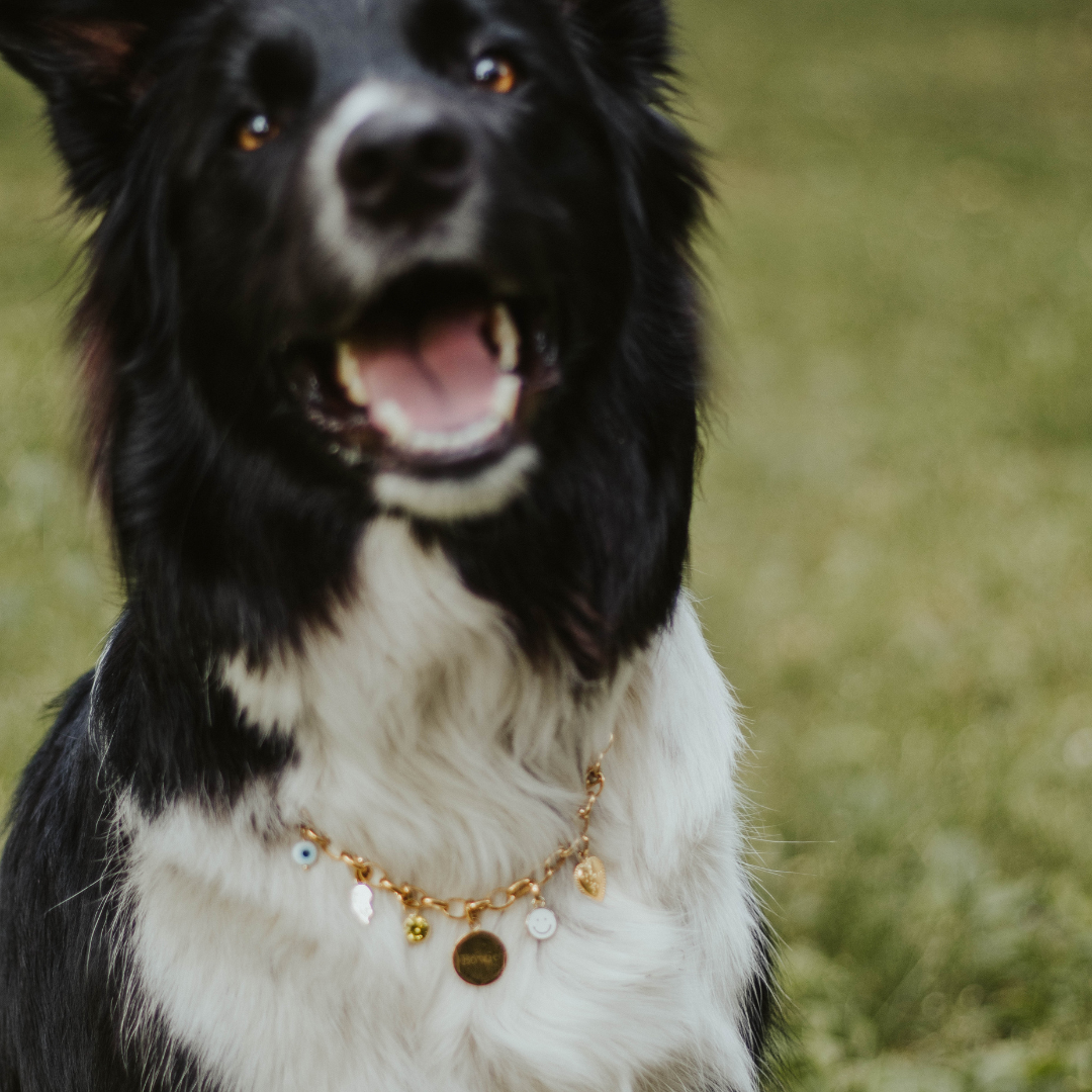 Os - Dog Tag