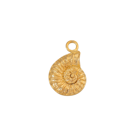 Mollusk Shell