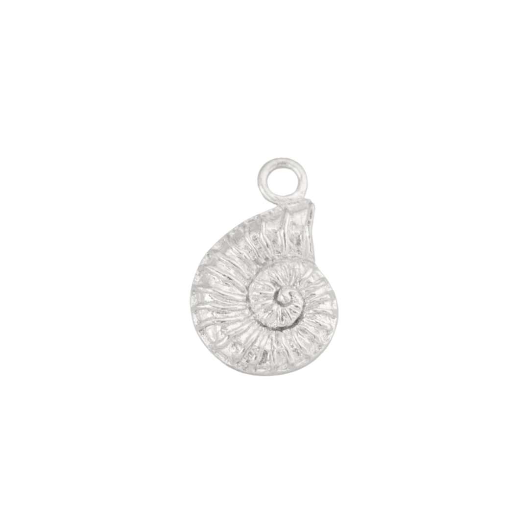 Mollusk Shell