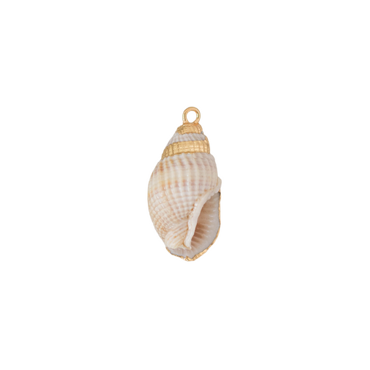 Gold Rim Conch