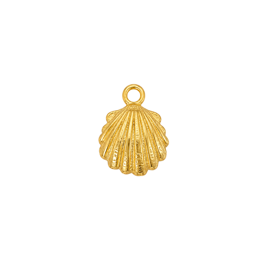 Coquillage Coque