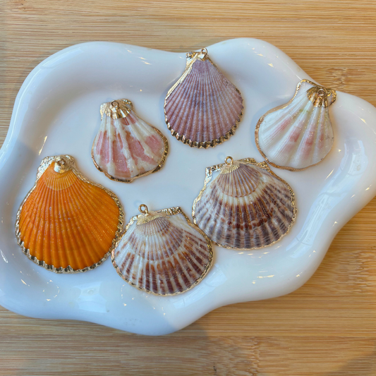 Grand coquillage plat
