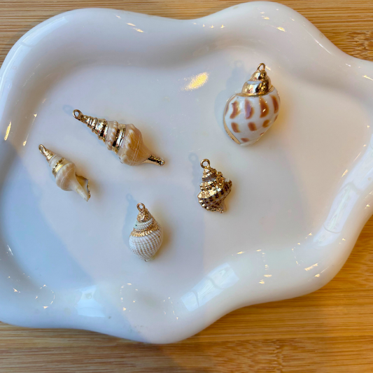 Coquillage bulot
