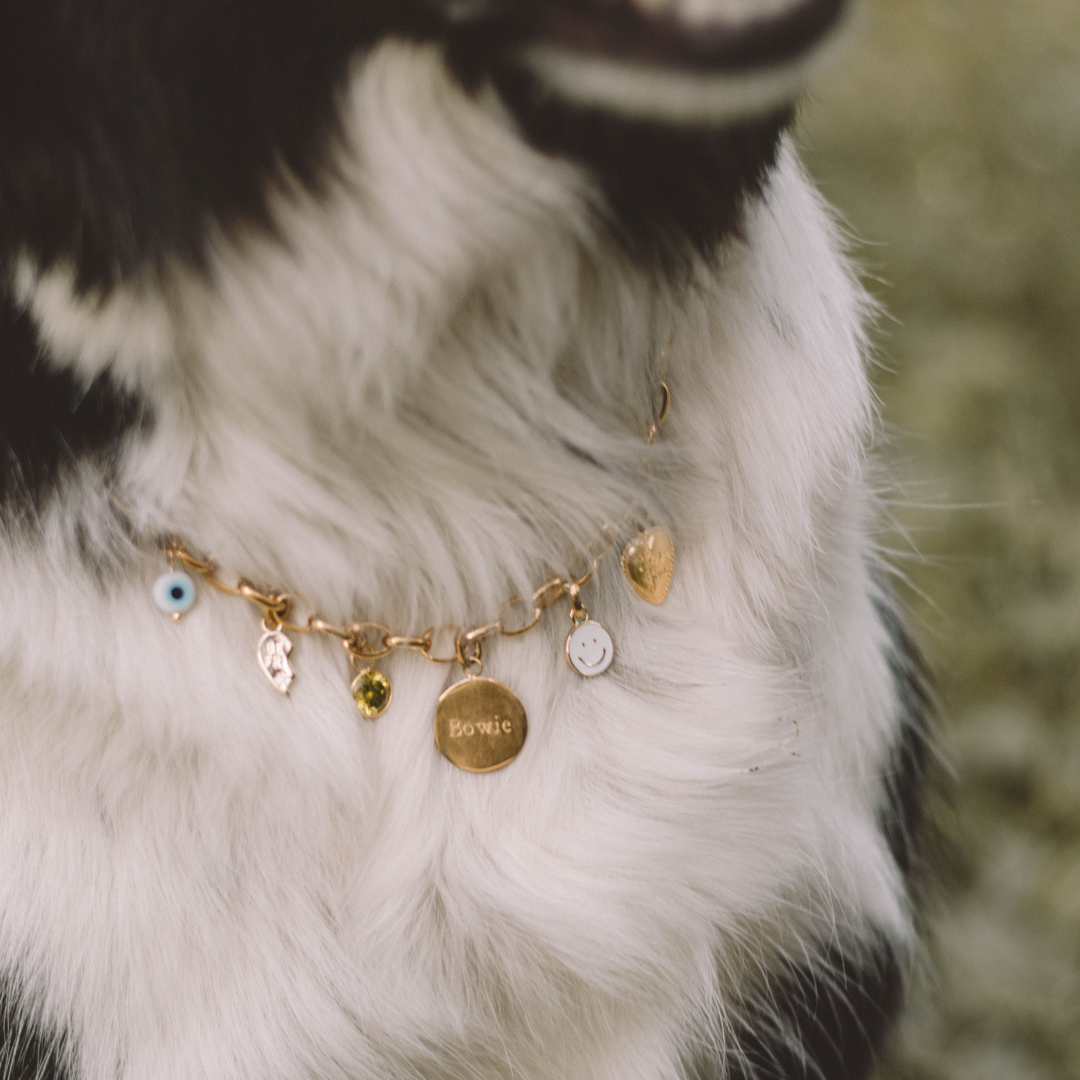 Os - Dog Tag