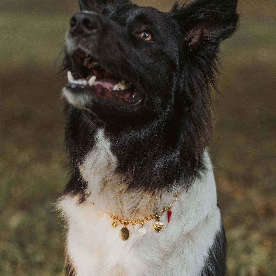 Os - Dog Tag