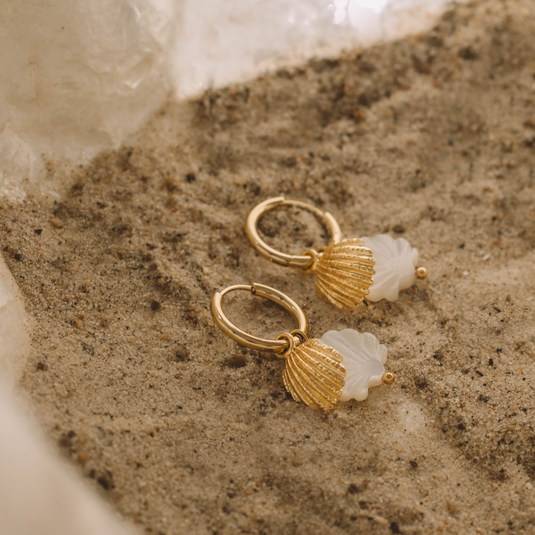 Coquillage Coque