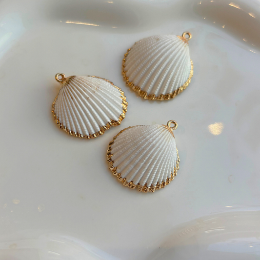 Moyen Coquillage coque blanc