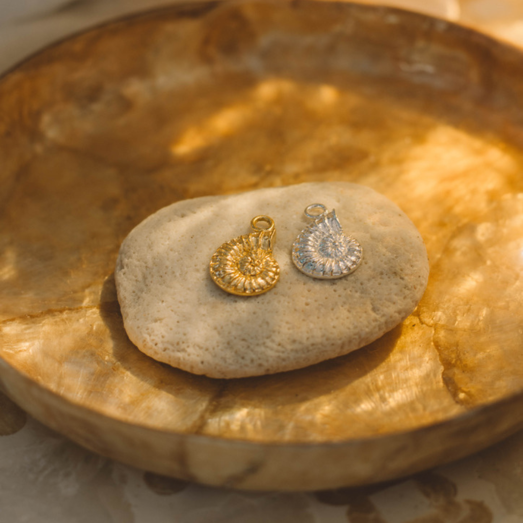 Mollusk Shell